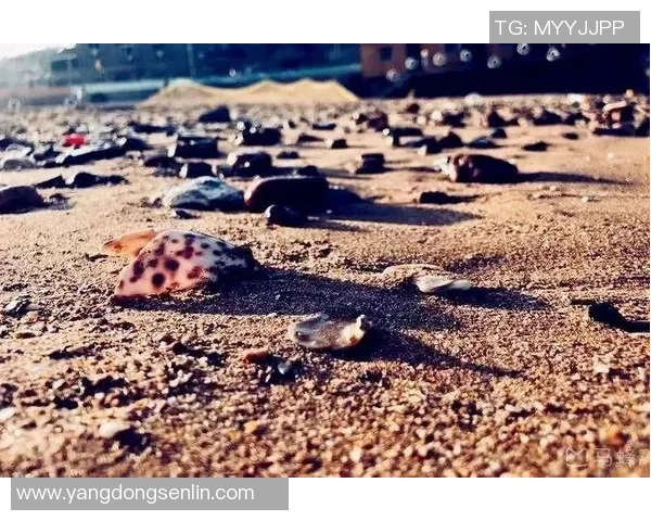 如何清洗脏污的足球让它恢复干净如新的方法与技巧分享